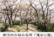 南河内の桜の名所「滝谷公園」
